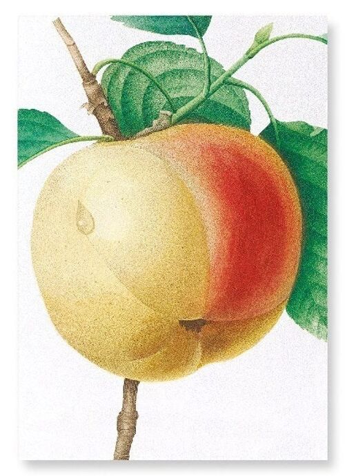 APPLE CALVILLE BLANC  (DETAIL): Art Print