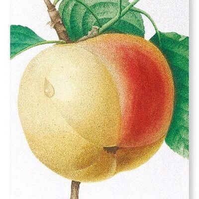 APPLE CALVILLE BLANC  (DETAIL): Art Print