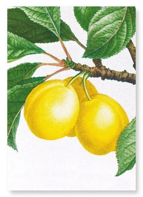 PLUMS ON A BRANCH  (DETAIL): Art Print