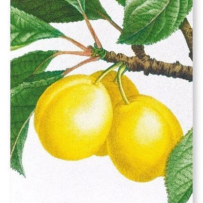 PLUMS ON A BRANCH  (DETAIL): Art Print