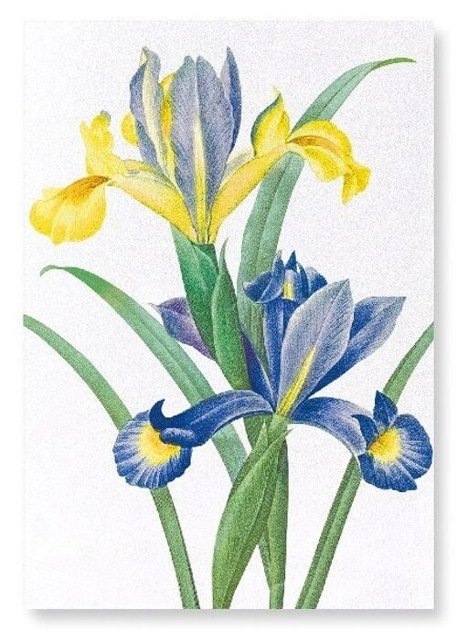 SPANISH IRIS (DETAIL): Art Print