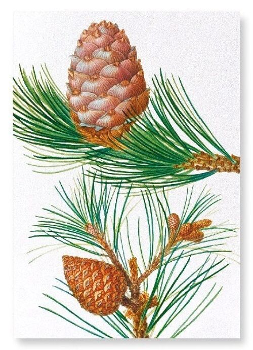 ALEPPO PINE & CONIFER CONES (DETAIL): Art Print