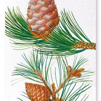 ALEPPO PINE & CONIFER CONES (DETAIL): Art Print