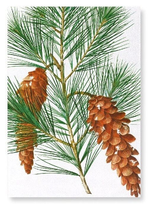 WHITE PINE (DETAIL): Art Print