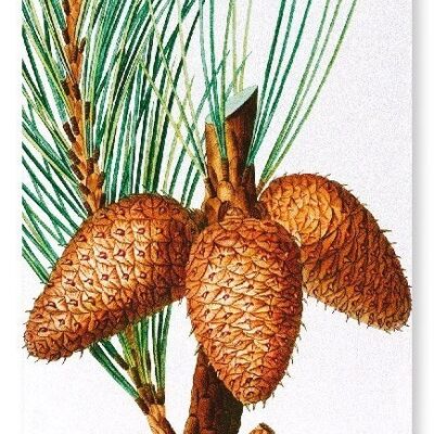 PITCH PINE (DETAIL): Art Print