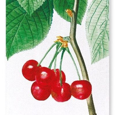 CHERRIES (DETAIL): Art Print