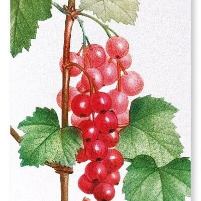 REDCURRANT FRUIT (DETAIL): Art Print