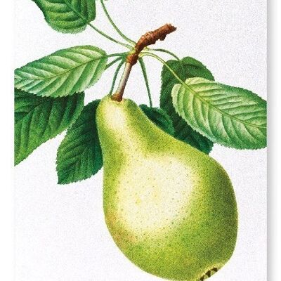 PEAR NO.1 (DETAIL): Art Print