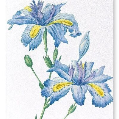 FIORE DI FARFALLA (DETTAGLIO): Stampa artistica