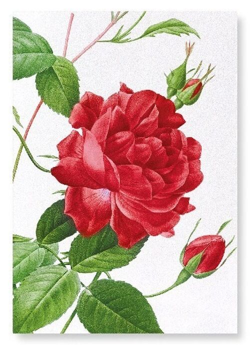 RED BENGAL RED ROSE (DETAIL): Art Print
