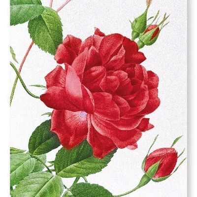 RED BENGAL ROTE ROSE (DETAIL): Kunstdruck
