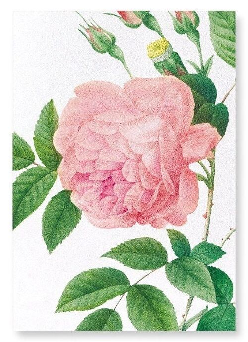 PINK ROSE NO.1 (DETAIL): Art Print
