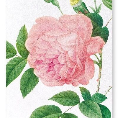 PINK ROSE NO.1 (DETAIL): Art Print