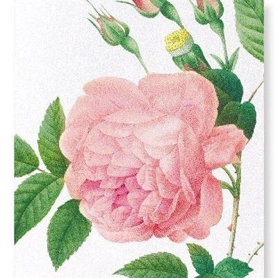 PINK ROSE NO.1 (DETAIL): Art Print