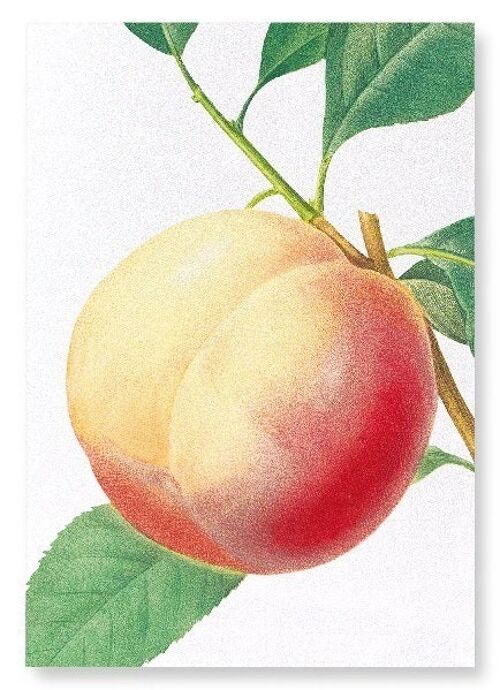 PEACH NO.1 (DETAIL): Art Print