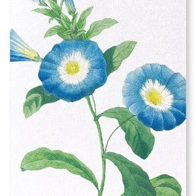 FIELD BINDWEED (DETAIL): Art Print