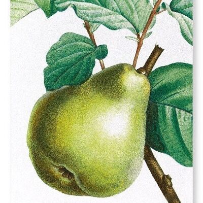 PEAR NO.2 (DETAIL): Art Print