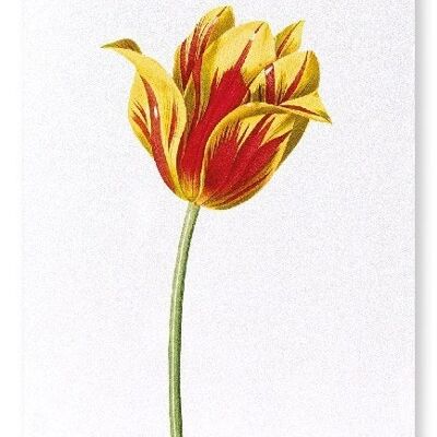 DIDIER'S TULIP (DETAIL): Art Print