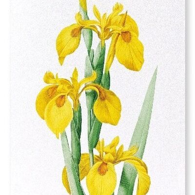 YELLOW IRIS (DETAIL): Art Print