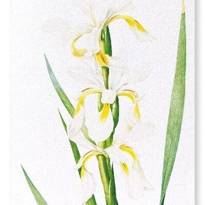 IRIS (DETTAGLIO): Stampa artistica