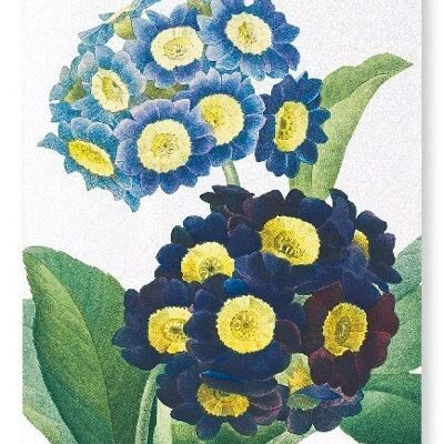 PRIMULA AURICULA NO.1 (DETAIL): Art Print