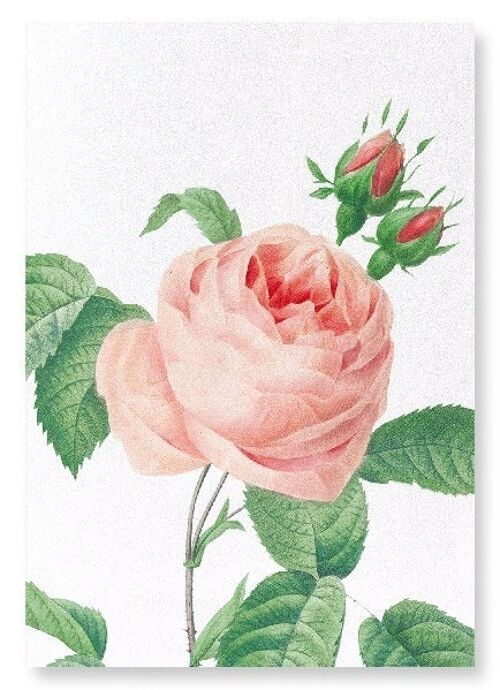 PINK ROSE NO.2 (DETAIL): Art Print