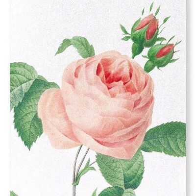 PINK ROSE NO.2 (DETAIL): Art Print
