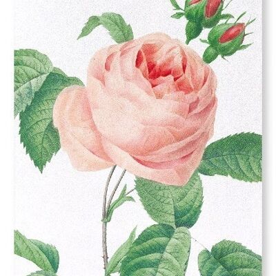 PINK ROSE NO.2 (DETAIL): Art Print