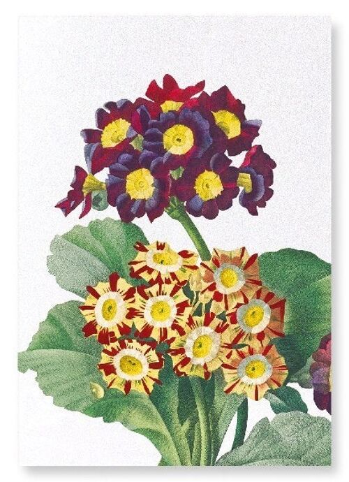 PRIMULA AURICULA NO.2 (DETAIL): Art Print