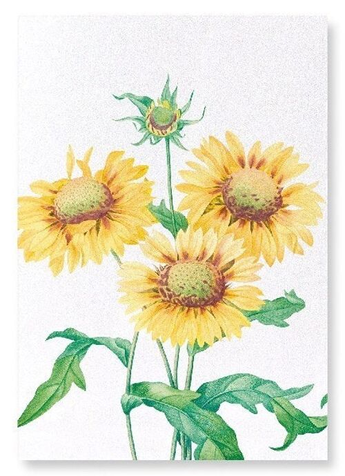 GALLARDIA BLANKET FLOWER (DETAIL): Art Print