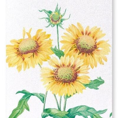 GALLARDIA BLANKET FLOWER (DETAIL): Art Print