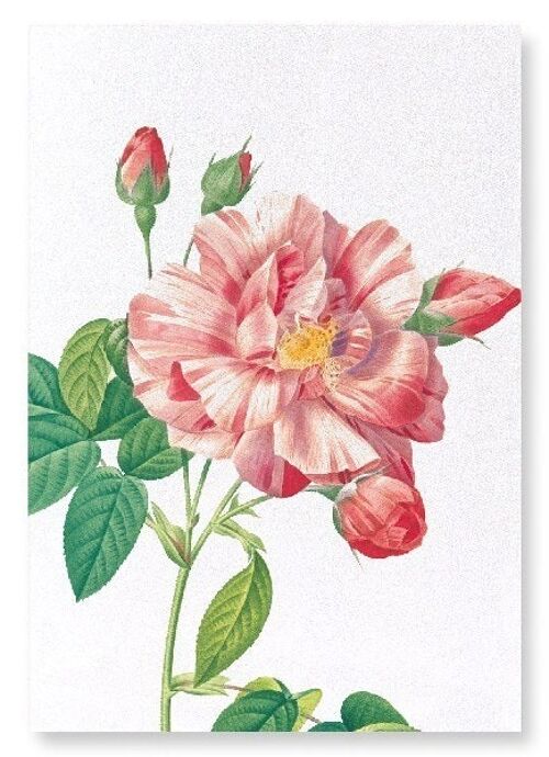 GALLICA ROSE VERSICOLOR (DETAIL): Art Print