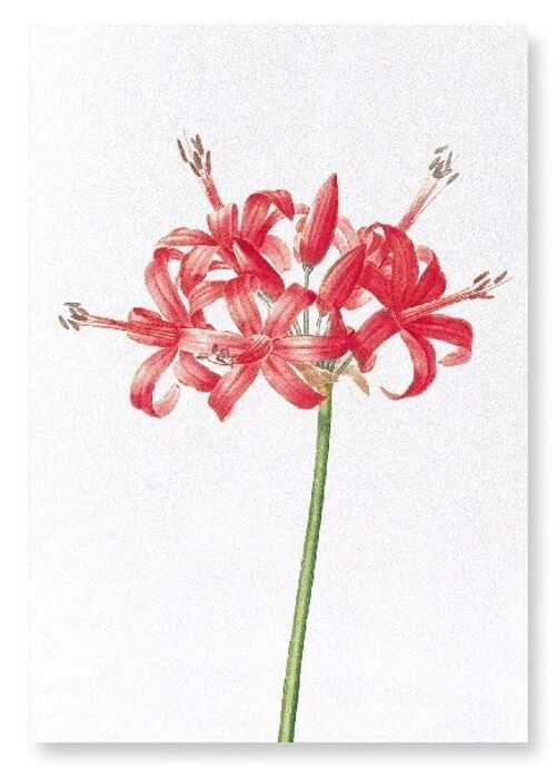 GUERNSEY OR JERSEY LILY (DETAIL): Art Print