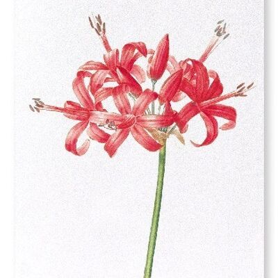 GUERNSEY OR JERSEY LILY (DETAIL): Art Print
