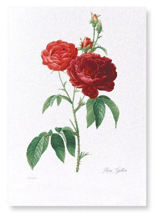 DARK RED GALLICA ROSES  (FULL): Art Print