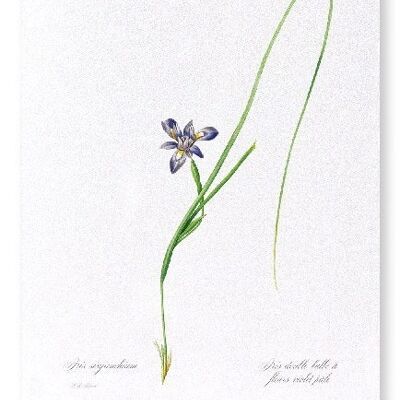 SISYRINCHIUM IRIS  (FULL): Art Print