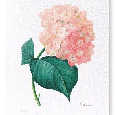 HORTENSIA  (FULL): Art Print