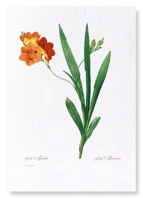 CORN LILY  (FULL): Art Print