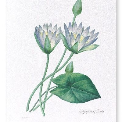 BLUE LOTUS (COMPLETO): Stampa artistica