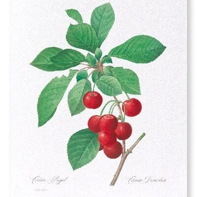 CHERRY  (FULL): Art Print