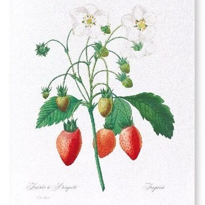 STRAWBERRY  (FULL): Art Print