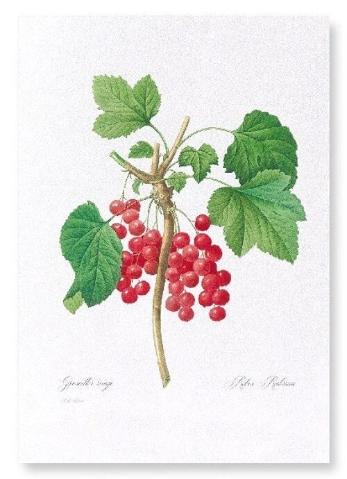 RED CURRANTS  (FULL): Art Print