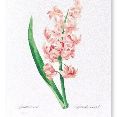 ORIENTAL HYACINTH  (FULL): Art Print