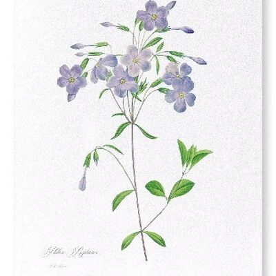 PHLOX  (FULL): Art Print