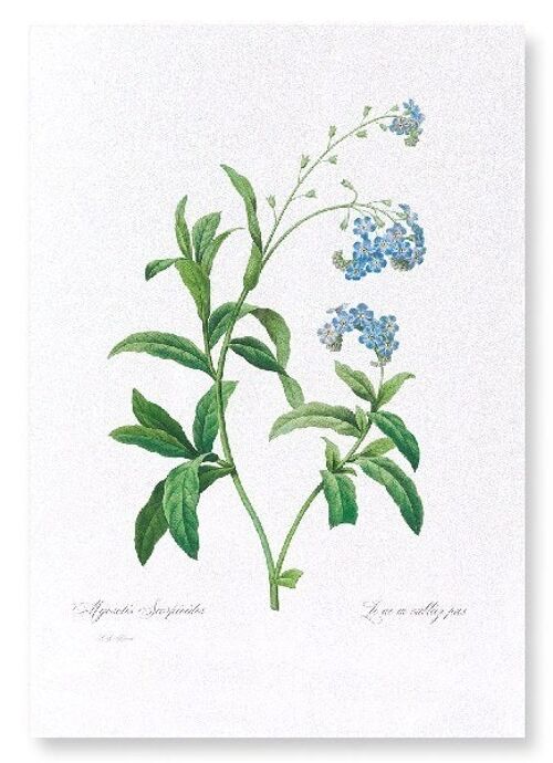 FORGET ME NOT FLOWER  (FULL): Art Print