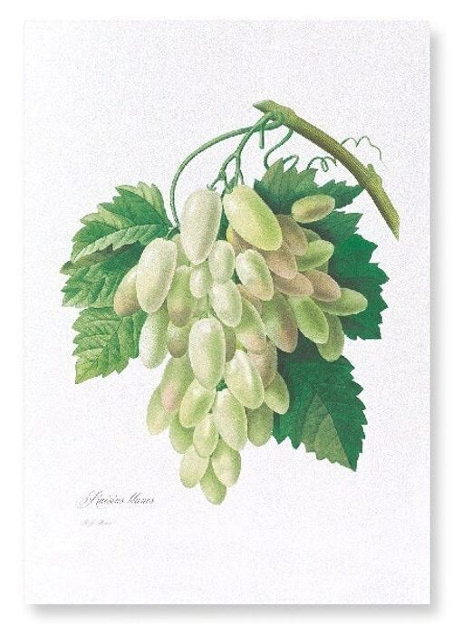 GRAPES AND VINE LEAVES  (FULL): Art Print