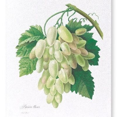 GRAPES AND VINE LEAVES  (FULL): Art Print