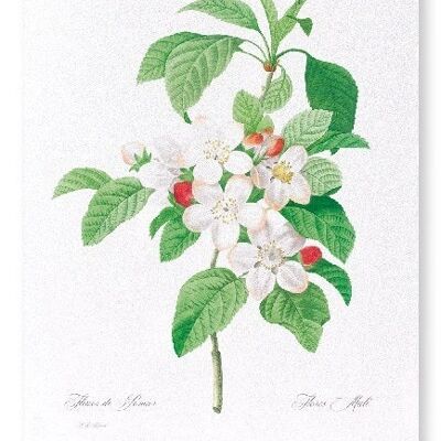 FLORES MALI OF THE APPLE TREE  (FULL): Art Print