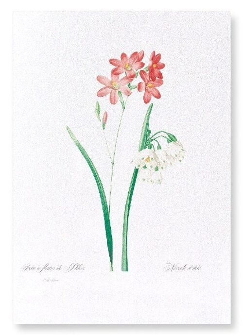 IXIA SCARIOSA  (FULL): Art Print