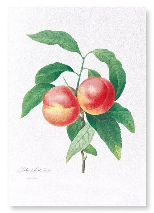 PEACH NO.2  (FULL): Art Print